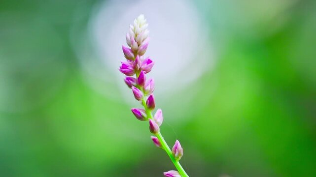 Beautiful false amaranth digera muricata flowers blooming against a soft green background slow motion 180fps Captured in Cinematic High Detail Footage