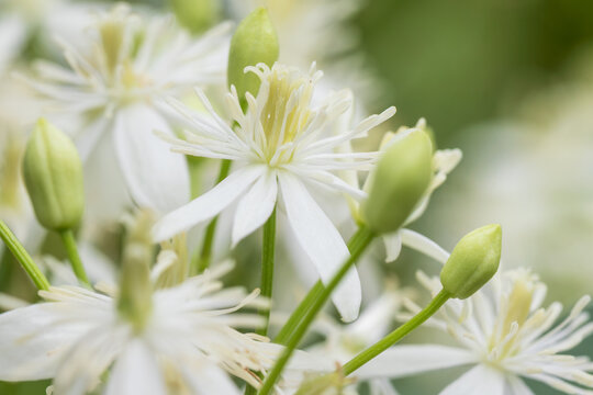 sweet autumn clematis, clematis terniflora