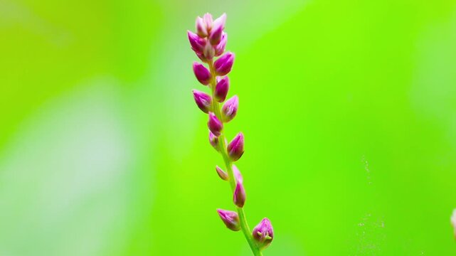 Close up macro shot of pink false amaranth digera muricata flowers in nature slow motion 180fps Captured in Cinematic High Detail Footage