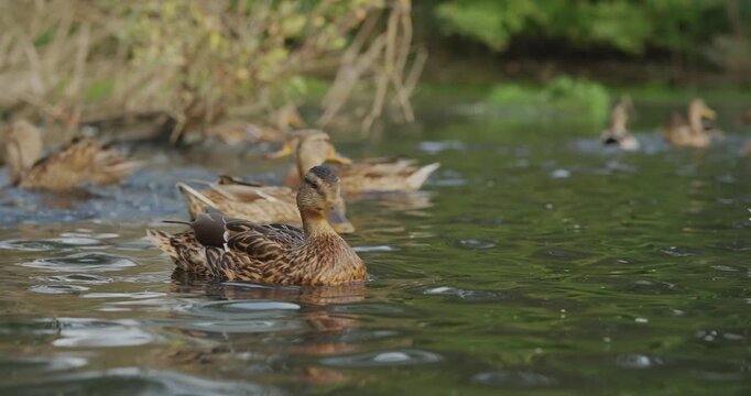 A Serene Gathering of Waterfowl: Exploring the Graceful Movement of Ducks Swimming Together in Their Natural Habitat, Showcasing Their Unique Features and Behavior