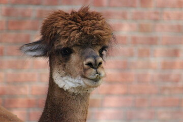 Fototapeta premium Alpaca / Lama hanging at the Pittsburgh Zoo and Aquarium