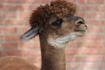 Fototapeta premium Alpaca / Lama hanging at the Pittsburgh Zoo and Aquarium