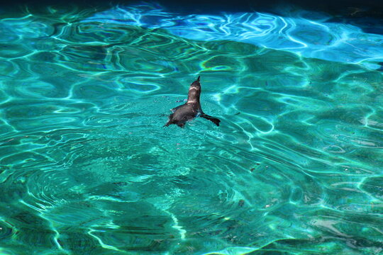 Penguins in the water and sun at Pittsburgh Zoo & Aquarium 