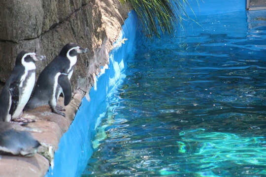 Penguins in the water and sun at Pittsburgh Zoo & Aquarium 