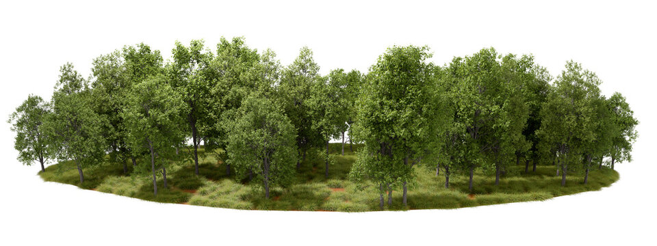 Serenity woods forest environmental landscape cut out transparent backgrounds 3d rendering png