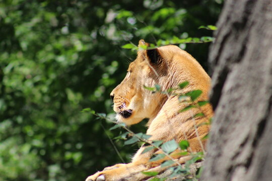 Lion, lion cub and lioness enjoying the sunshine at the Pittsburgh Zoo and Aquarium