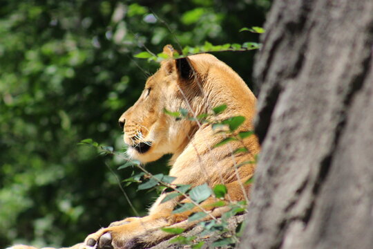 Lion, lion cub and lioness enjoying the sunshine at the Pittsburgh Zoo and Aquarium