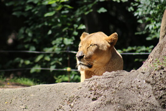 Lion, lion cub and lioness enjoying the sunshine at the Pittsburgh Zoo and Aquarium