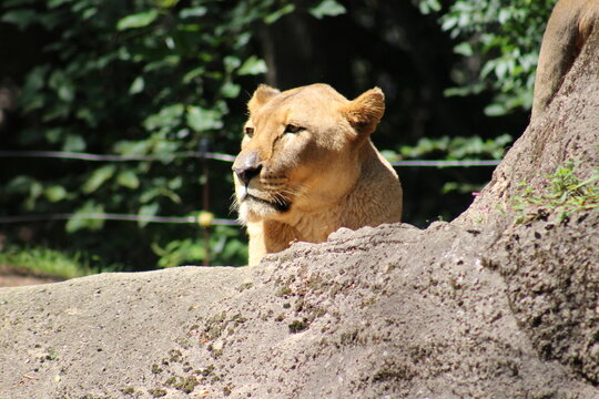 Lion, lion cub and lioness enjoying the sunshine at the Pittsburgh Zoo and Aquarium