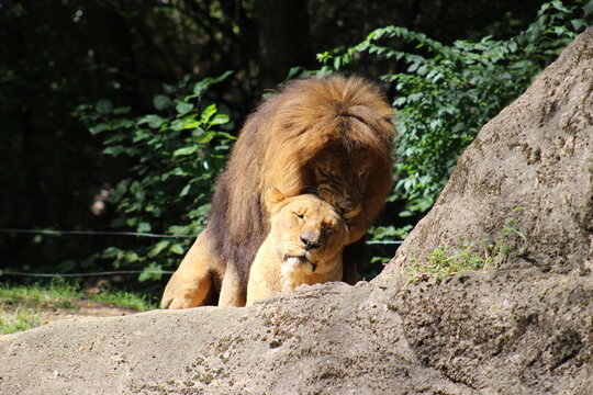 Lion, lion cub and lioness enjoying the sunshine at the Pittsburgh Zoo and Aquarium