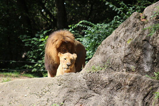 Lion, lion cub and lioness enjoying the sunshine at the Pittsburgh Zoo and Aquarium