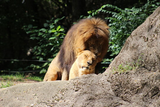 Lion, lion cub and lioness enjoying the sunshine at the Pittsburgh Zoo and Aquarium