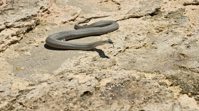 Gray snake resting on rocky terrain flicking tongue
