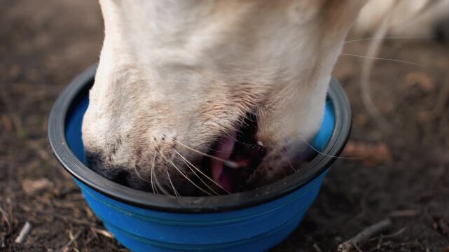 Close up view of dog eating from blue bowl focusing on animal mouth and food. scene shows consistent action with no significant changes in environment or camera movement emphasizing texture