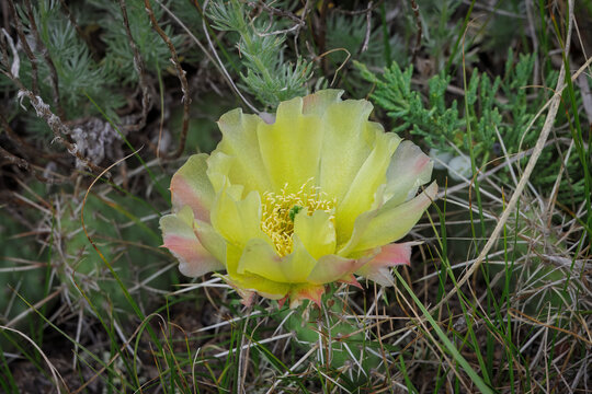 Beautiful Single Blushed Yellow Pear Cactus Flower Blooming in Natural Prairie Habitat