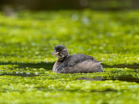 Little-grebe or dabchick, Tachybaptus ruficollis