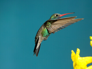 Fototapeta premium Broad-billed hummingbird hovering near flowers