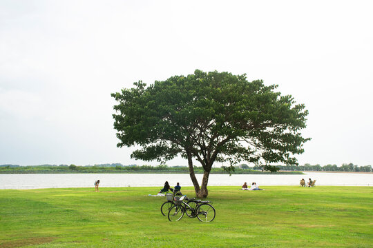 Scenic panoramic view landscape beautiful natural scenery of large freshwater lake swamp for thai people traveler travel visit rest relax picnic on green lawn at Bueng Si Fai park in Phichit, Thailand