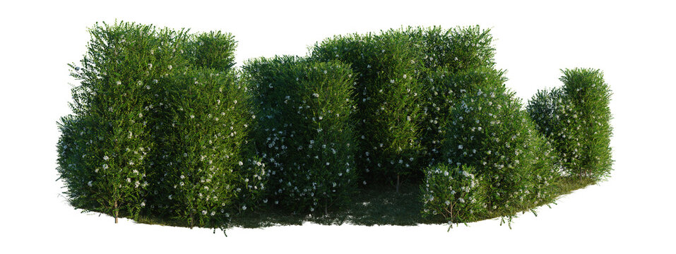 Murraya paniculata tree line, Forest Edge, Backdrop cutout, isolate transparent background, Formal English Garden Hedge with Blooming Flowers - Detailed Realistic Stock Photo