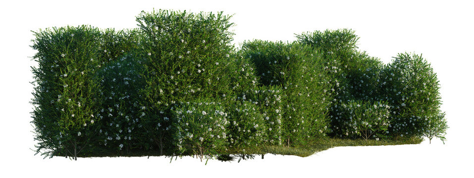 Murraya paniculata tree line, Forest Edge, Backdrop cutout, isolate transparent background