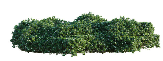 Obraz premium Tabernaemontana divaricata tree line, Forest Edge, Backdrop cutout, isolate transparent background, Dense Green Hedge Bush with Detailed Foliage - Perfect for Landscape Design and Visuals