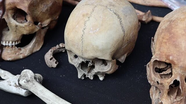 Scientific examination of ancient skeletal remains and human craniums in archaeology lab