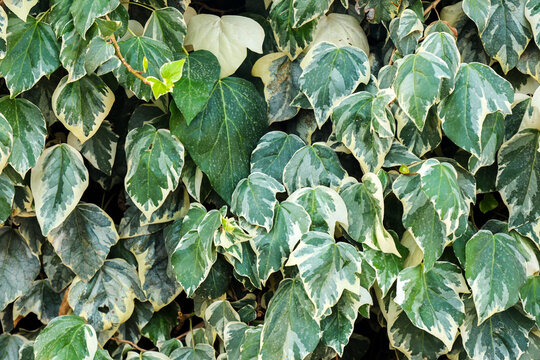 Close-up of Caucasian Ivy leaves, Hedera colchica foliage detail, green climbing plant leaves macro shot, natural botanical background texture.
