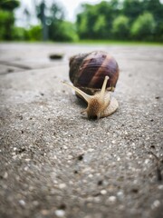 Brown striped garden snail crawling on damp pavement at ground level, showing spiral shell, extended tentacles and slow movement after rainfall in an outdoor setting © Vi