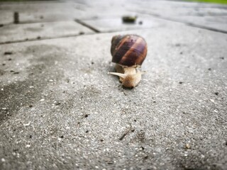 Brown garden snail crawling towards camera across rough pavement after rain - showing spiral shell, extended tentacles and slow wildlife movement in urban outdoor setting © Vi