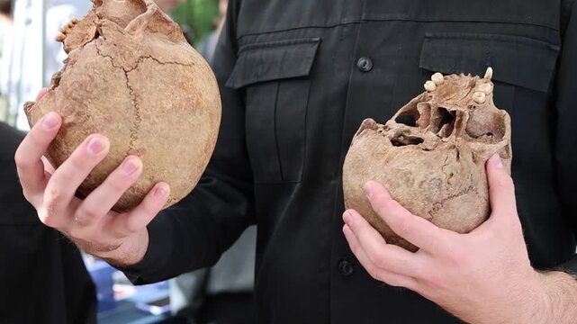 Anthropologist examining ancient human craniums for osteological and historical research