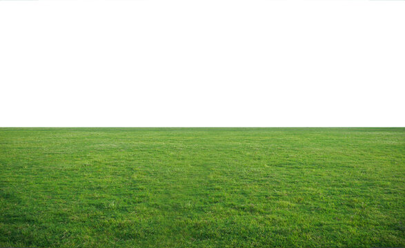green grass field over white background	
