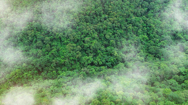 Green tree nature background for carbon neutrality and net zero emissions concept. Drone view of green tree captures CO2 to Sustainable green environment.	

