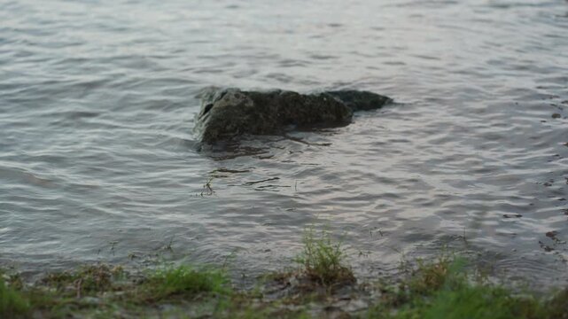 Large rock sits partially submerged in calm water with gentle ripples and surrounding muddy shoreline visible. scene features natural elements like grass at edge of body of water