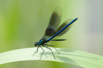 Male banded demoiselle damselfly, Calopteryx splendens, perched on a green leaf outdoors in nature, vibrant metallic blue body with dark wings © Badr