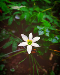 Fototapeta premium white flower in the garden , white rain lily 