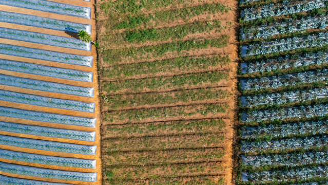 Aerial view of agricultural fields with rows of crops covered in plastic mulch and open soil sections in Indonesia.