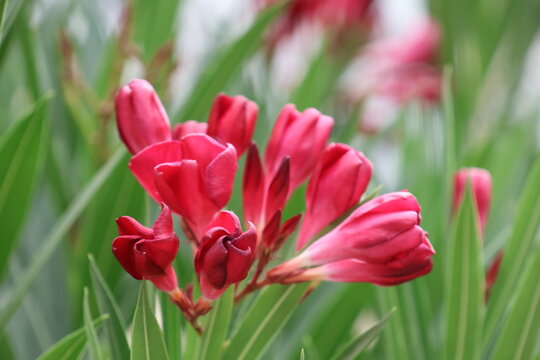 Beautiful red flowers of oleander in the garden, close up