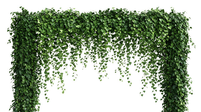 Dense green ivy plant rectangular arch structure botanical decoration trailing climbing as PNG cutout