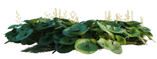 Obraz premium Ligularia tussilaginea Gigantea tree shrub, plant bush, cutout, isolate transparent background, Detailed Green Foliage with Delicate Yellow Flowers - Lush Garden Elements for Design Projects