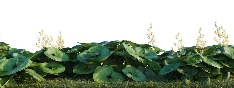 Ligularia tussilaginea Gigantea tree shrub, plant bush, cutout, isolate transparent background, Detailed 3D Render of Lush Green Lotus Plants with Blooming Flowers in a Natural Landscape