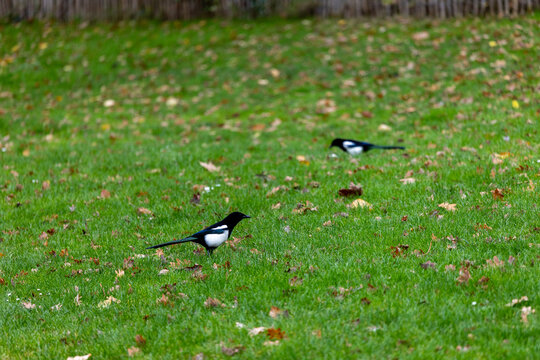 Two magpies stroll across a grassy field scattered with fallen leaves. Their black-and-white feathers contrast with the green grass. The birds appear calm, moving slowly through the autumn landscape
