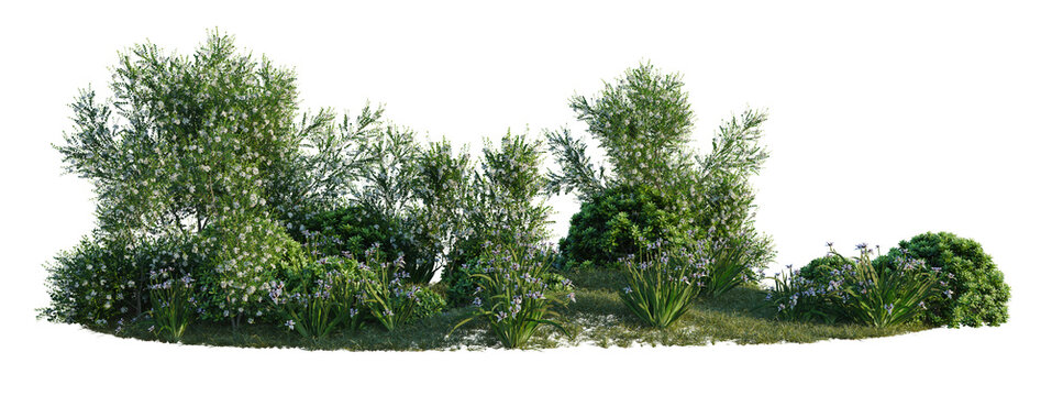 Murraya paniculata, Neomarica gracilis and Pittosporum tree shrub, plant bush, cutout, isolate transparent background