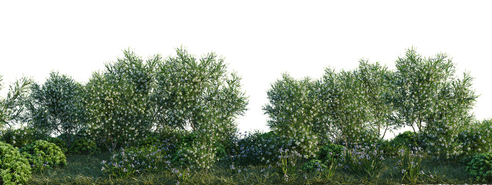 Murraya paniculata, Neomarica gracilis and Pittosporum tree shrub, plant bush, cutout, isolate transparent background