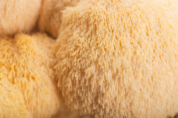 Fresh Lion's Mane Mushroom.  Hericium erinaceus © joanna wnuk