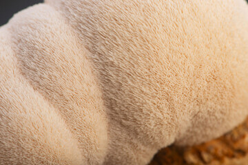 Fresh Lion's Mane Mushroom.  Hericium erinaceus © joanna wnuk