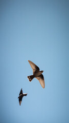 Obraz premium Two swifts fly high through the clear blue sky on a bright sunny day. One bird stays in sharp focus in the foreground while another flies gracefully behind it.