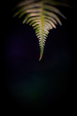 A single green fern frond hangs down from the top against a deep black background. This close-up nature photography shot highlights the delicate texture of the leaf. © Andrea