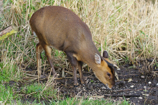 Reeves's muntjac (Muntiacus reevesi) foraging for food on the ground, small Chinese muntjac deer in its natural habitat