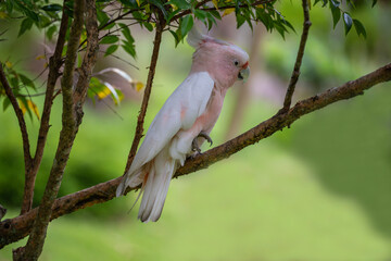 Fototapeta premium A Major Mitchell cockatoo, also known as the Leadbeater or pink cockatoo, is perched on a tree. This species is endangered in the wild. Victoria, Australia.