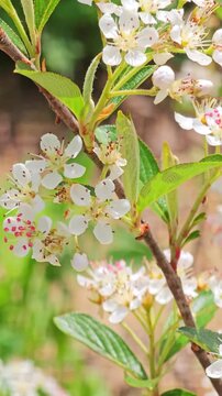 White Pyracantha Flowers in Bloom